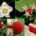 Rubus parviflorus 北美溫帶植物, 或稱茅莓--不正確, 暫意譯頂針莓. 花亦有粉紅色. 上右:果實深紅成熟, 粉紅果尚未成熟. 下右:摘好翻過來像頂針 (thimble) 適合做果醬. 不易保存無法商業化.