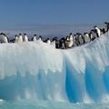 Penguins on an ice floe
遠同兄送的, 完美尺寸! 1000 X 300!