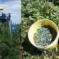 left: U.S.A. harvest by machinery
right: Nova Scotia, Canada  hand picked blueberries