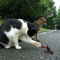 cats playing crawfish