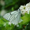 black-veined white butterfly(山楂絹粉蝶) on hawthorn(山楂)  Aporia crataeg​​i，鱗翅目粉蝶科絹粉蝶屬 