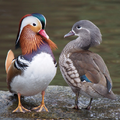 鴛鴦 Mandarin duck