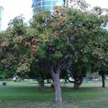 梧桐科蘋婆屬，生長於熱帶亞洲、非洲、澳洲，Sterculia foetida，the bastard poon tree or the Java olive tree or the wild almond tree -- or the skunk tree