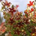 梧桐科蘋婆屬，生長於熱帶亞洲、非洲、澳洲，Sterculia foetida，the bastard poon tree or the Java olive tree or the wild almond tree -- or the skunk tree