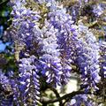 wisteria紫藤
