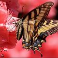 eastern tiger swallowtail butterfly 學名Papilio glaucus，北美大黃鳳蝶、東部虎燕蝶，係美國東部最常見的蝴蝶之一，一般體型都比較大