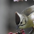 台灣特有種 動物界脊索動物門鳥綱雀形目繡眼科鳳鶥屬冠羽畫眉種 Yuhina brunneiceps 英名Formosan Yuhina(鳳鶥屬的鳥)