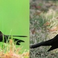 中國黑鶇 (反舌鳥)