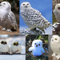 雪鴞（學名：Bubo scandiacus、snowy owl，動物界脊索動物門鳥綱鴞形目鴟鴞科鵰鴞屬雪鴞種），大型貓頭鷹，加拿大魁北克省的省鳥．右下: 亞成鳥