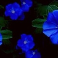 藍星花(Blue Daze)