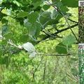 又叫銀白楊（silver poplar），學名 Populus alba，「植物界被子植物門雙子葉植物綱金虎尾目楊柳科楊屬銀白楊種」。原生北非摩洛哥、伊比利半島、中歐、中亞。其花語是「時間」