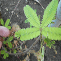 英文 mimosa，科學分類「豆目豆科含羞草亞科含羞草族含羞草屬含羞草種」，學名 Mimosa pudica．莖帶紅色，可入藥，同時也具有毒性．含羞草鹼是一種毒性胺基酸，具有少量毒性