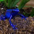 藍色箭毒蛙