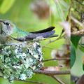 nesting hummingbird the smallest bird in the world and the only bird that can fly backwards   Look how tiny its nest is