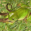 蠟猴蛙吃蛇