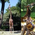 長頸鹿(giraffe)