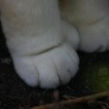 polydactyl cat's paws