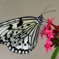 大白斑蝶與繁星花