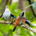 動物界脊索動物門鳥綱雀形目闊嘴鳥科絲冠鳥屬銀胸絲冠鳥種 Serilophus lunatus, Silver-breasted Broadbill, 約31.6克, 棲息於亞熱帶或熱帶 雌鳥胸部有一條銀白細環 患難與共, 一損俱損