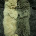 兩隻睡貓