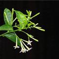 木本夜來香 夜香木（night jasmine） Cestrum nocturnum Linn 茄科夜香木屬夜香木種 多年生灌木 花潔白或黃綠 裂片5 原產於美洲熱帶地區和西印度群島