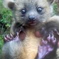 baby kinkajou　　Potos flavus，「動物界脊索動物門哺乳動物綱食肉目浣熊科蜜熊屬蜜熊種」．kinkajou，也可叫honey bear．