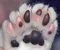 polydactyl cat's paw