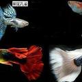 Poecilia reticulata 中文別稱：鳳尾魚、彩虹魚、百萬魚、庫比魚  guppy
動物界脊索動物門脊椎動物亞門輻鰭魚綱新鰭亞綱鱂形目鱂亞目花鱂科花鱂屬孔雀花鱂種