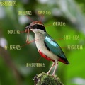 擷自http://biologicalfreak.blogspot.com/2018/08/08-23-2018.html 夏候鳥.雀形目八色鳥科, 身長18~20公分, 八種顏色：綠色、藍色、黃色、栗褐色、乳黃色、紅色、黑色、和白色, fairy pitta, Pitta nympha