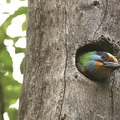 台灣擬啄木 翠綠基色, 頭部有紅、藍、黃、黑、綠等色彩, 台灣特有種, 中低海拔的留鳥. Muller’s Barbet, Megalaima oorti, 鴷形目五色鳥科, 身長20~23公分.