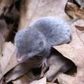 northern short-tailed shrew