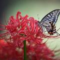 紅花石蒜和蝴蝶