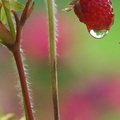 蝸牛想吃野草莓