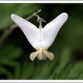  Dutchman's breeches