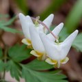 Dutchman's breeches