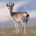 藏原羚/青藏高原特有種/西藏瞪羚、原羚、鏡面羊/Tibetan Gazelle/Procapra picticaudata/動物界-脊索動物門-哺乳綱-偶蹄目-牛科-羚羊亞科-原羚屬-藏原羚種  公母均有心形臀斑