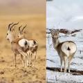 藏原羚/青藏高原特有種/西藏瞪羚、原羚、鏡面羊/Tibetan Gazelle/Procapra picticaudata/動物界-脊索動物門-哺乳綱-偶蹄目-牛科-羚羊亞科-原羚屬-藏原羚種  公母均有心形臀斑
