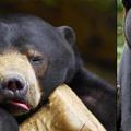 Malayan Sun Bear，學名為Helarctos malayanus，科學分類為「動物界脊索動物門哺乳動物綱食肉目熊科熊亞科馬來熊屬馬來熊種」．有人亦稱牠們為honey bears．