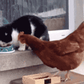 雞欺負貓