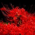 紅花石蒜