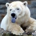 北極熊((舌頭)