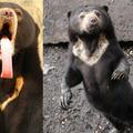Malayan Sun Bear，學名為Helarctos malayanus，科學分類為「動物界脊索動物門哺乳動物綱食肉目熊科熊亞科馬來熊屬馬來熊種」．有人亦稱牠們為honey bears．