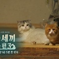 韓國tvN實境節目《一日三餐-漁村篇3》尹均相的貓灰波斯Kong與曼切堪貓Mong. 此為臘腸貓萌萌(Mong)