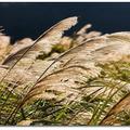 中國芒（學名：Miscanthus sinensis）芒草是飼養動物的牧草及用於建造房屋及紙張的材料。英名Chinese silver grass