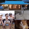 韓國tvN實境節目《一日三漁村篇 第3、4季 得糧島：李瑞鎮、文晸赫 (Eric)、尹鈞相餐   -漁村篇3》尹均相的貓灰波斯Kong與曼切堪貓Mong.  