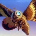 Mothra 摩斯拉