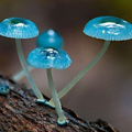 真菌界擔子菌門傘菌綱傘菌目小菇科小菇屬炫藍蘑菇種, Mycena interrupta, pixie's parasol, 分佈在岡瓦那 (Gondwana) 植物區系 (澳大利亞、紐西蘭、新喀里多尼亞和智利) 的雨林.