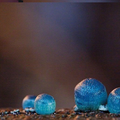 真菌界擔子菌門傘菌綱傘菌目小菇科小菇屬炫藍蘑菇種, Mycena interrupta, pixie's parasol, 分佈在岡瓦那 (Gondwana) 植物區系 (澳大利亞、紐西蘭、新喀里多尼亞和智利) 的雨林.  