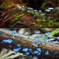 炫藍磨菇(blue mycena mushroom)
