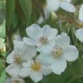 wild roses
由左至右: 單瓣白木香Rosa banksiae normalis, 復傘房薔薇Rosa brunonii, 卵果薔薇Rosa helenae